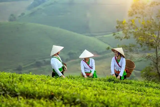 Indian tea garden