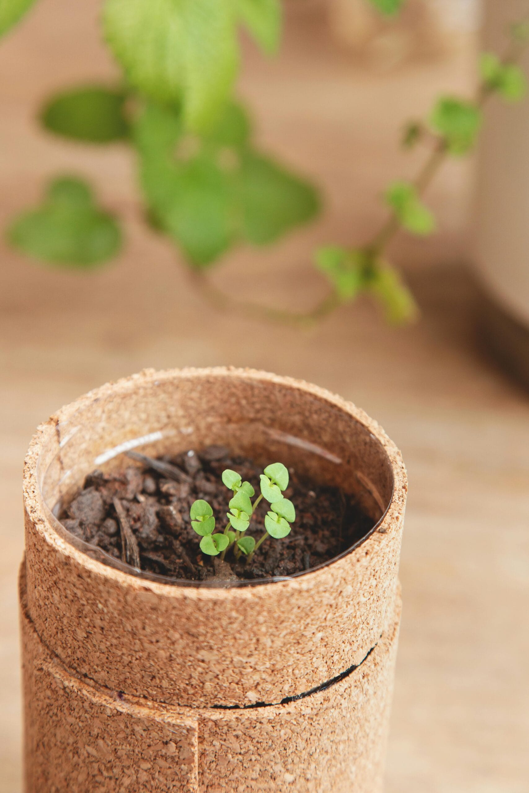 Cork pot with young sprout and blurred greenery, ideal for gardening themes.